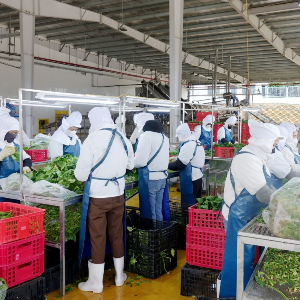 Chế biến rau quả ở Sơn La. Ảnh: Chu Khôi.