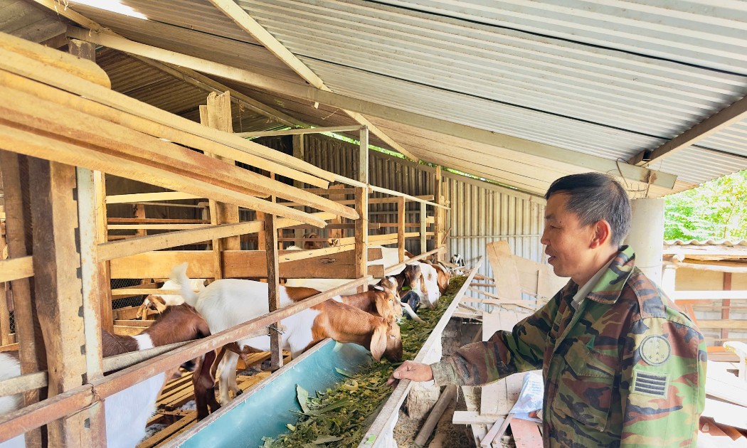 Ông Phạm Văn Chiến, ở thôn 12, xã Sơn Hồng, từng bước nâng cao hiệu quả chăn nuôi nhờ áp dụng tiến bộ khoa học kỹ thuật. Ảnh: Thế Tuấn