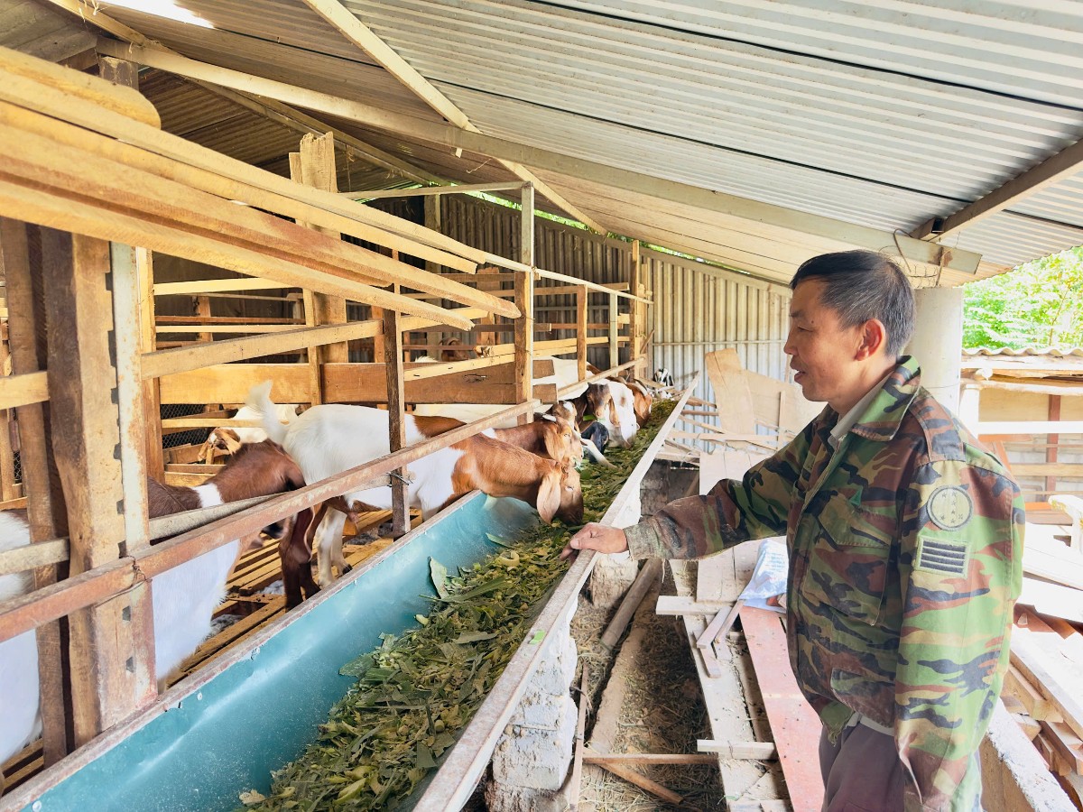 Ông Phạm Văn Chiến, ở thôn 12, xã Sơn Hồng, từng bước nâng cao hiệu quả chăn nuôi nhờ áp dụng tiến bộ khoa học kỹ thuật. Ảnh: Thế Tuấn