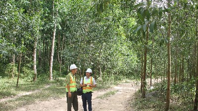 Wood exports rise 7.3%, driven by domestic sourcing advantage