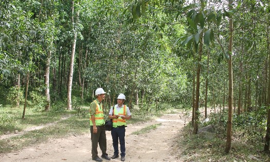 Planted large-timber forests in Gia Lai. (Photo: Chu Khoi)