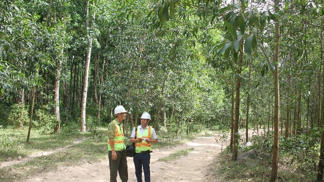 Wood exports rise 7.3%, driven by domestic sourcing advantage