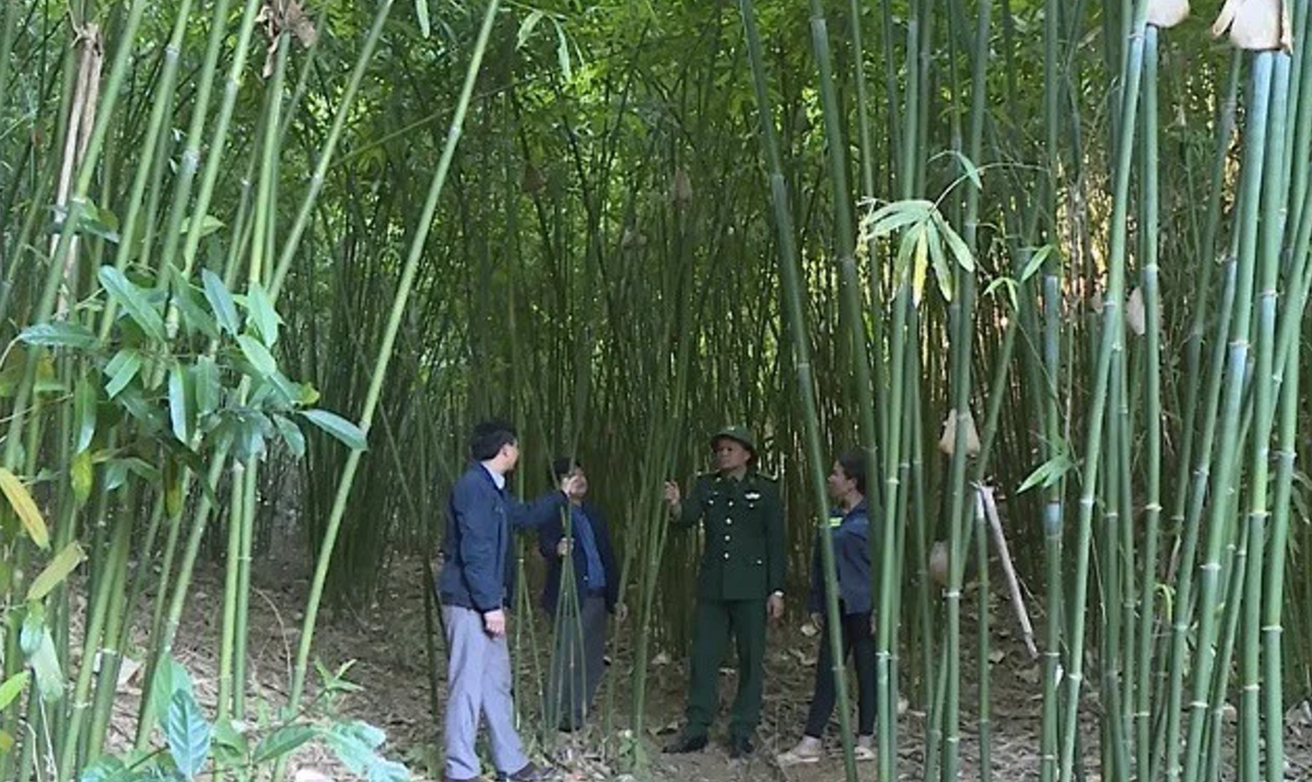 Mô hình trồng tre vầu đem lại lợi nhuận khá cho nông dân tại xã Yên Khương. Ảnh: Chu Khôi.