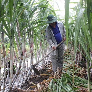 Nông dân trồng mía tại Cần Thơ. Ảnh: Chu Khôi.