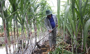 Nông dân trồng mía tại Cần Thơ. Ảnh: Chu Khôi.