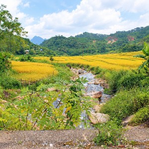 Cánh đồng lúa trước mặt đồn Biên phòng Yên Khương, tại xã Yên Khương. Ảnh: Chu Khôi.