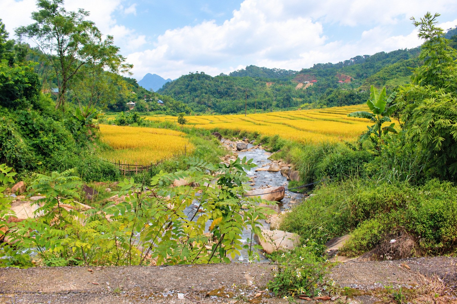 Cánh đồng lúa trước mặt đồn Biên phòng Yên Khương, tại xã Yên Khương. Ảnh: Chu Khôi.