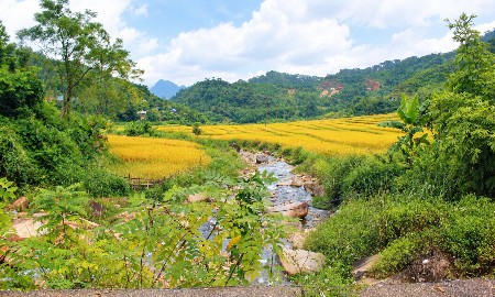 Cánh đồng lúa trước mặt đồn Biên phòng Yên Khương, tại xã Yên Khương. Ảnh: Chu Khôi.