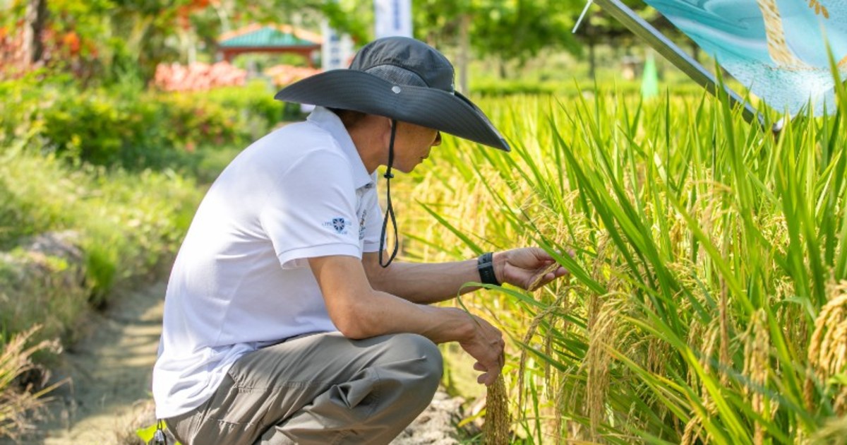 Trung Quốc lập bản đồ 3D toàn bộ vòng đời cây lúa, mở hướng lai tạo nhằm nâng cao năng suất