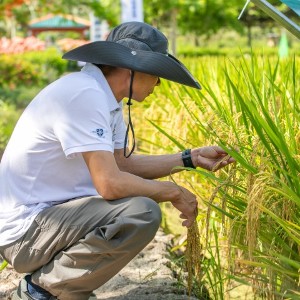Một nhà nghiên cứu kiểm tra cây lúa tại triển lãm các giống lúa mới ở thành phố Tam Á, tỉnh Hải Nam, miền Nam Trung Quốc. Ảnh: VCG.