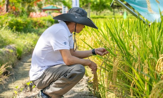 Một nhà nghiên cứu kiểm tra cây lúa tại triển lãm các giống lúa mới ở thành phố Tam Á, tỉnh Hải Nam, miền Nam Trung Quốc. Ảnh: VCG.