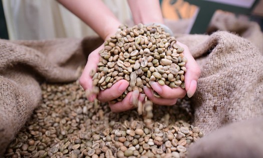 Robusta Việt Nam cần chuyển từ xuất khẩu nguyên liệu sang gia tăng giá trị và phát triển thương hiệu riêng. Ảnh: BTC.