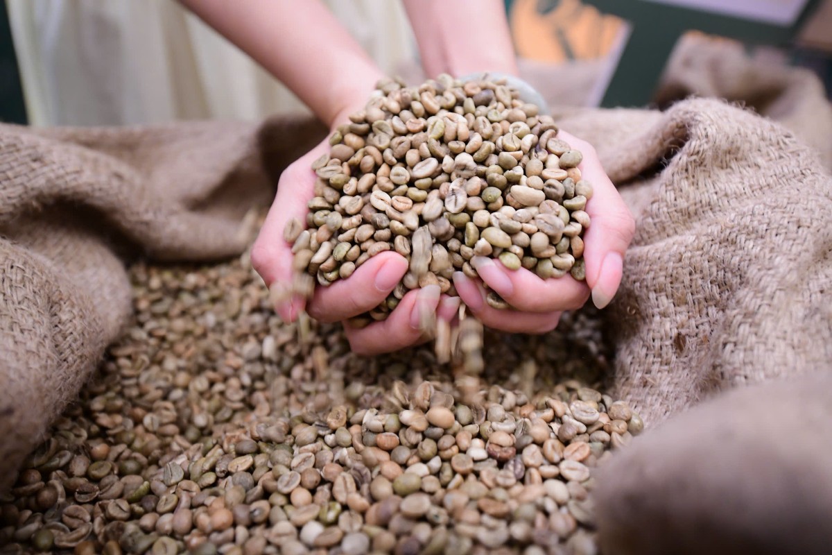 Robusta Việt Nam cần chuyển từ xuất khẩu nguyên liệu sang gia tăng giá trị và phát triển thương hiệu riêng. Ảnh: BTC.