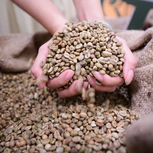 Robusta Việt Nam cần chuyển từ xuất khẩu nguyên liệu sang gia tăng giá trị và phát triển thương hiệu riêng. Ảnh: BTC.
