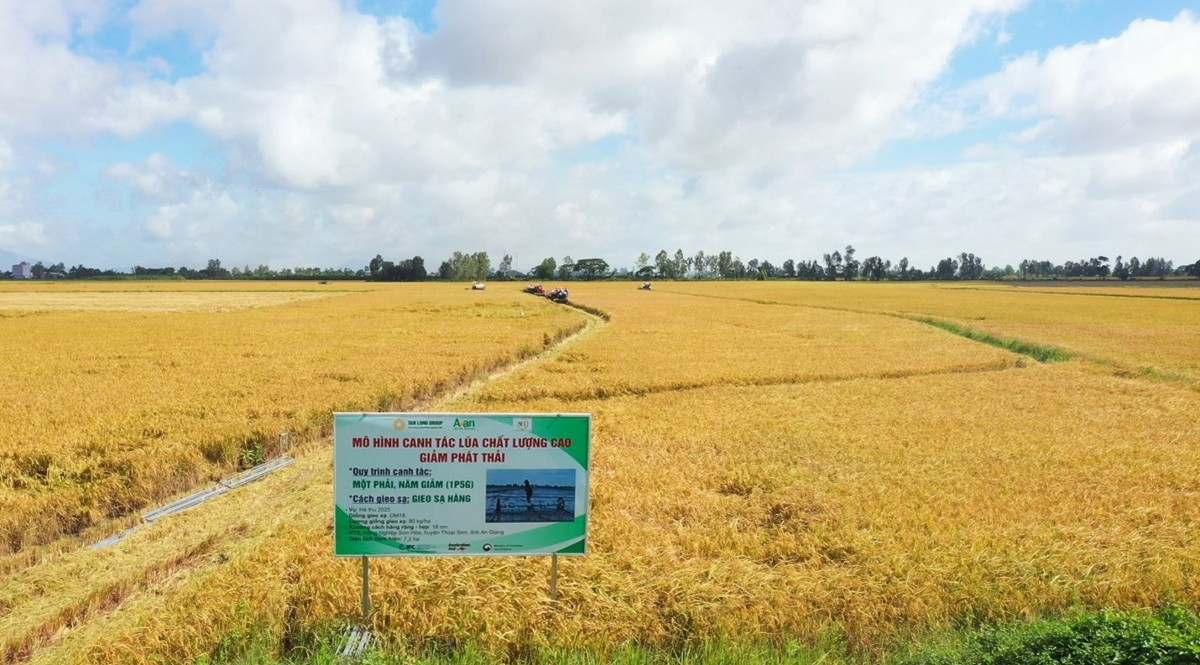 Mô hình canh tác lúa chất lượng cao giảm phát thải.