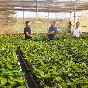 Cán bộ, hội viên Nông dân xã Chư Sê trao đổi kinh nghiệm ươm chanh dây với anh Bùi Ngọc Thanh tại nhà màng. Ảnh: Hoàng Viên