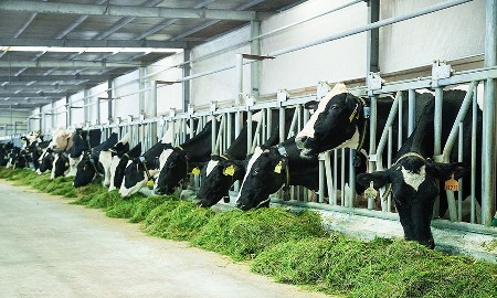 Nguồn nguyên liệu sữa tươi trong nước mới chỉ đáp ứng khoảng 40% nhu cầu. Ảnh minh hoạ.