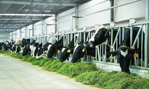 Nguồn nguyên liệu sữa tươi trong nước mới chỉ đáp ứng khoảng 40% nhu cầu. Ảnh minh hoạ.
