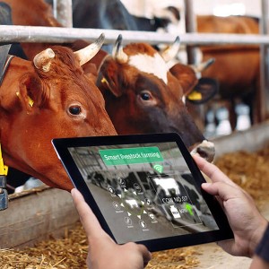 Phần mềm quản lý trang trại thông minh kết hợp IoT và AI giúp kiểm soát môi trường chuồng nuôi. Ảnh: VIBO Co.