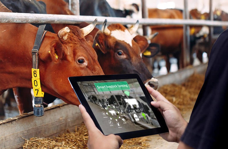 Phần mềm quản lý trang trại thông minh kết hợp IoT và AI giúp kiểm soát môi trường chuồng nuôi. Ảnh: VIBO Co.