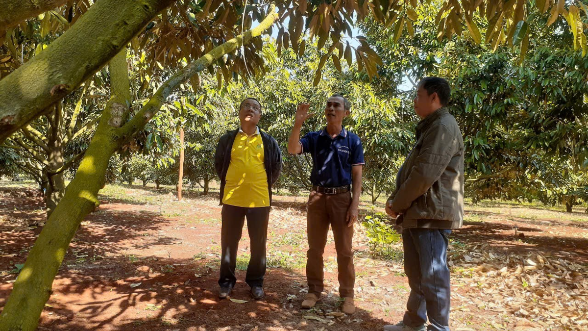 Ông Nguyễn Trọng Dũng giới thiệu về cách chăm sóc cây sầu riêng. Ảnh: Hoàng Viên