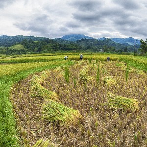 Cánh đồng lúa ở Bản Bướt. Ảnh: Chu Khôi.