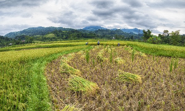 Bản Bướt chuyển mình từ nông nghiệp sạch và du lịch cộng đồng