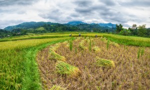 Cánh đồng lúa ở Bản Bướt. Ảnh: Chu Khôi.