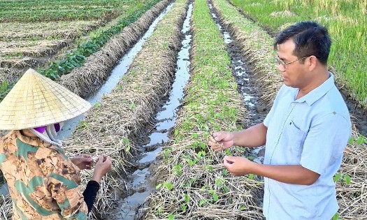 Ông Hoàng Đình Quế, Chủ tịch Hội Nông dân xã Thiệu Hóa, tỉnh Thanh Hóa, đưa kiến thức sản xuất đến gần hơn với hội viên thông qua các video hướng dẫn kỹ thuật. Ảnh: Nguyễn Thuấn