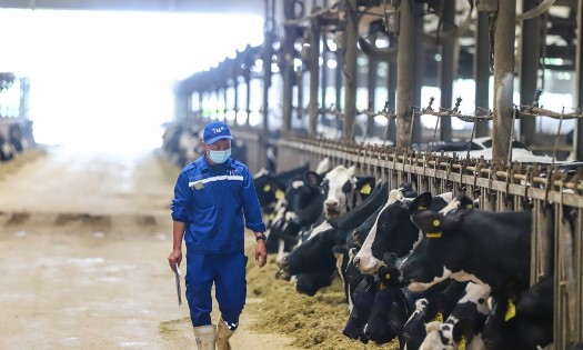 Vietnam dairy strategy targets 80 percent raw material autonomy by 2045. (Photo: TH True Milk)