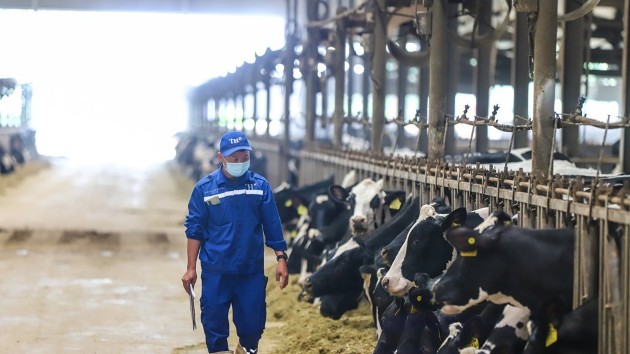 Vietnam dairy strategy targets material autonomy and costs