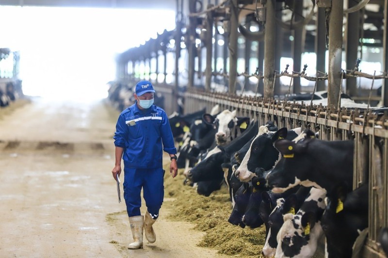 Vietnam dairy strategy targets material autonomy and costs