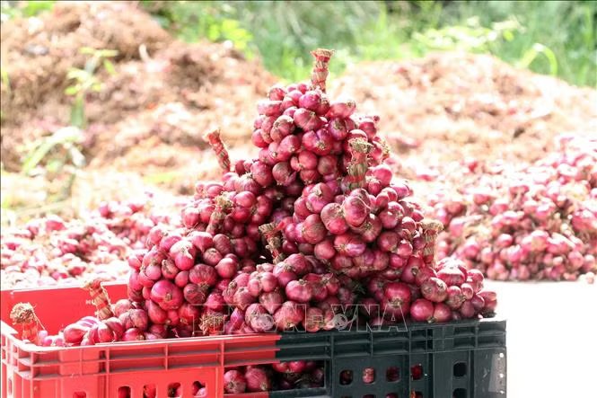 Vĩnh Châu được mệnh danh là “thủ phủ” hành tím. Ảnh: TTXVN.
