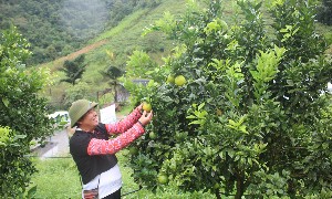 Cam là một trong những trái cây có thế mạnh của Việt Nam. Ảnh: Chu Khôi.