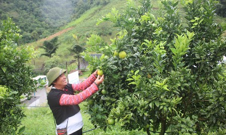 Xuất khẩu rau quả tăng tốc, mốc kỷ lục 10 tỷ USD đã rất gần