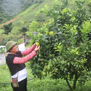 Cam là một trong những trái cây có thế mạnh của Việt Nam. Ảnh: Chu Khôi.