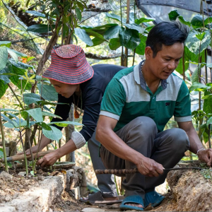 Anh Bh’ling Miêng, Giám đốc hợp tác xã Nông dược và Du lịch Lộc Trời (xã Tây Giang), đang trồng cây