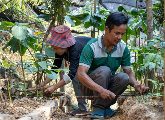 Anh Bh’ling Miêng, Giám đốc hợp tác xã Nông dược và Du lịch Lộc Trời (xã Tây Giang), đang trồng cây "bảy lá một hoa" - một trong những cây dược liệu quý ở miền núi Đà Nẵng. Ảnh Ngô Anh Văn