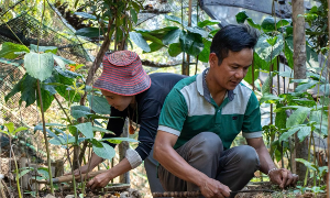 Anh Bh’ling Miêng, Giám đốc hợp tác xã Nông dược và Du lịch Lộc Trời (xã Tây Giang), đang trồng cây