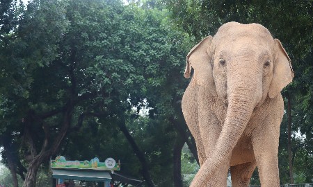 [Phóng sự ảnh]: Công viên Thủ Lệ trước giờ quy hoạch lại