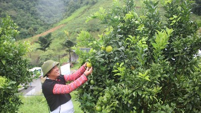 Fruit and vegetable exports top $7.35 billion in 9M