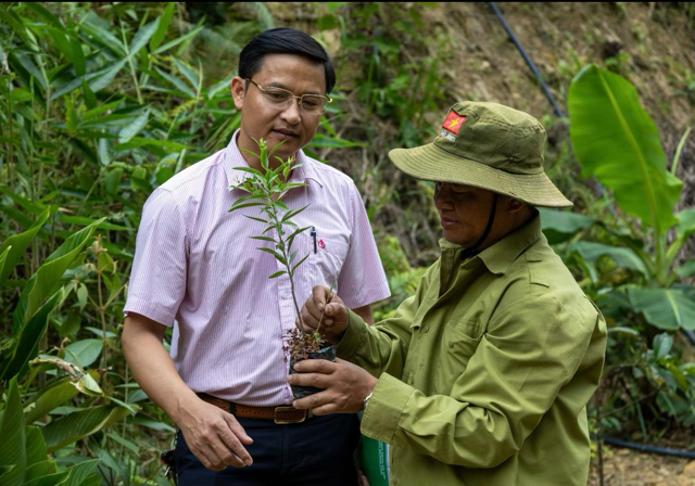 Hướng dẫn đồng bào Cơ Tu chọn giống cây dược liệu trồng dưới tán rừng. Ảnh Ngô Anh Văn