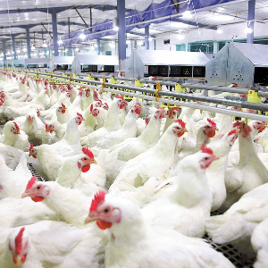 Một trang trại gà ở Sơn Đông, Trung Quốc - Ảnh: China Daily.
