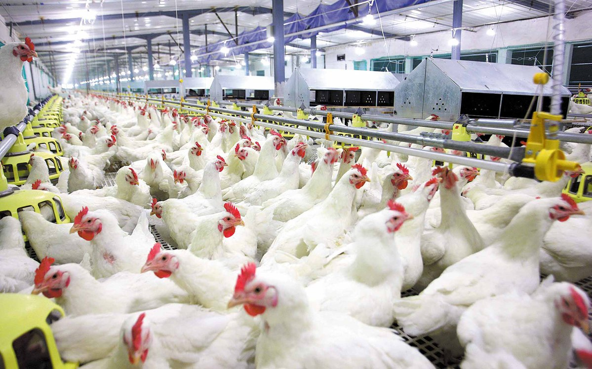 Một trang trại gà ở Sơn Đông, Trung Quốc - Ảnh: China Daily.