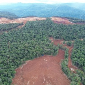 Nạn phá rừng tại Indonesia có liên quan đến hoạt động khai thác nickel. Ảnh: Didi Hardiana, NGO Puspaham.