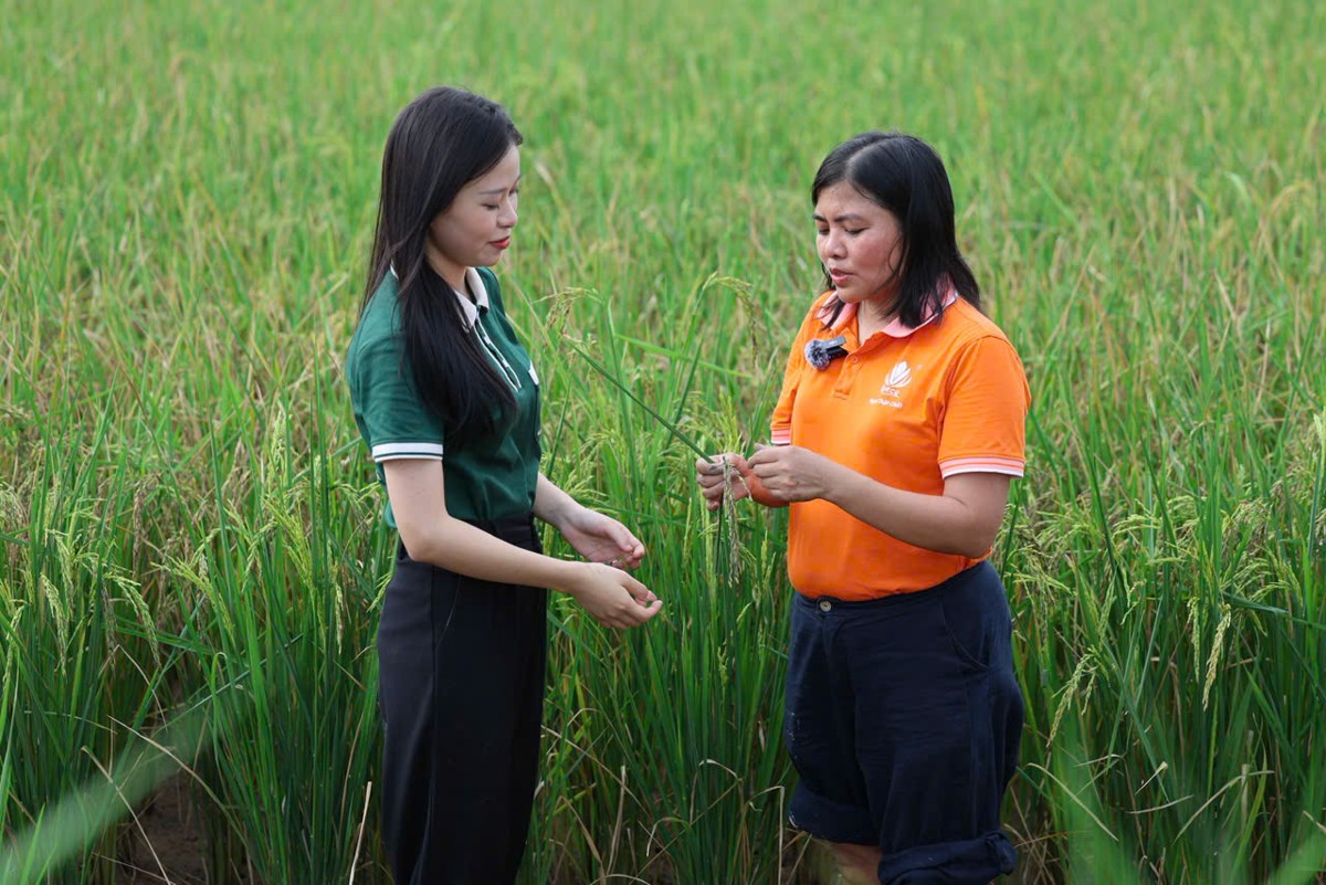 Bà Phạm Thị Kiều Oanh trên ruộng lúa - rươi. Ảnh do nhân vật cung cấp.