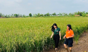 Cánh đồng lúa - rươi của Rueco. Ảnh: Chu Khôi.