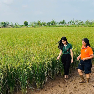Cánh đồng lúa - rươi của Rueco. Ảnh: Chu Khôi.