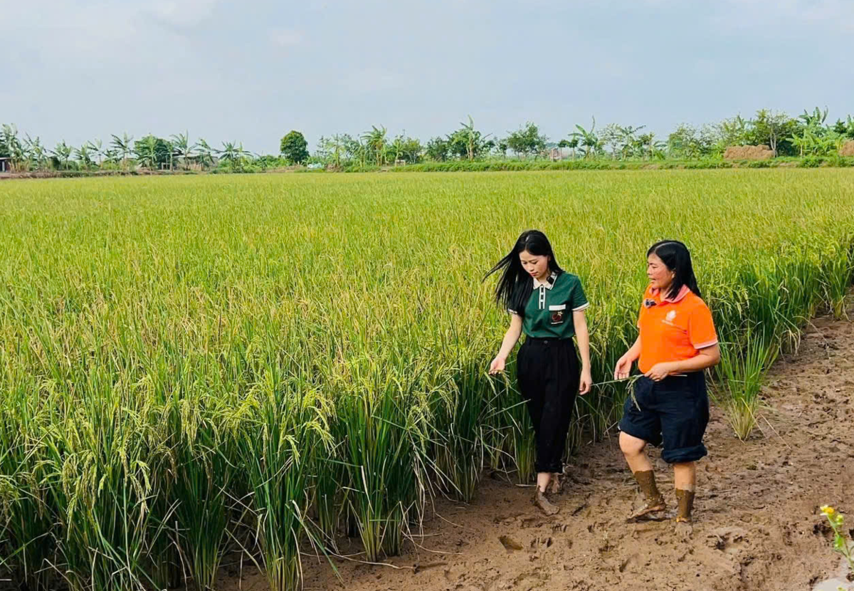 Cánh đồng lúa - rươi của Rueco. Ảnh: Chu Khôi.