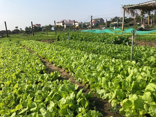 Làng rau Trà Quế (Hội An)-một mô hình du lịch trải nghiệm được khách du lịch ưa thích tham quan. Ảnh: Ngô Anh Văn